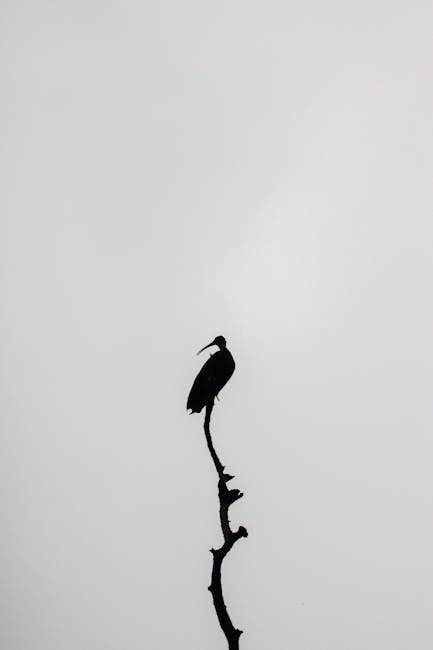 Bird silhouette on branch